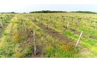 Van Buren County, Michigan farmland - LAND AUCTION - 194+/- ACRES OFFERED IN 5 TRACTS IN VAN BUREN COUNTY, MICHIGAN